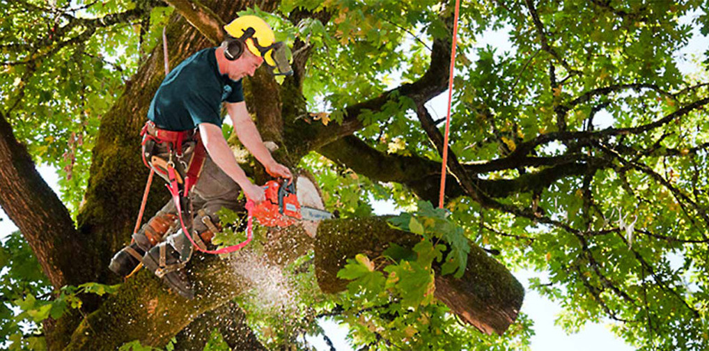 Tree Services Cost Estimation