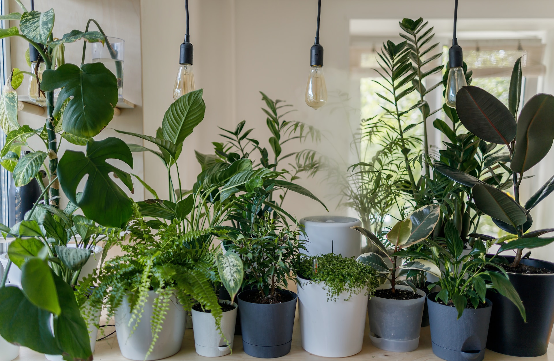 10 Must-Have Indoor Plants That Thrive in Low-Light Conditions for Vancouver Homes