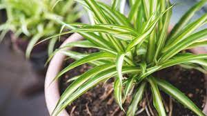 The Benefits of Greenery: How Plants Improve Indoor Air Quality