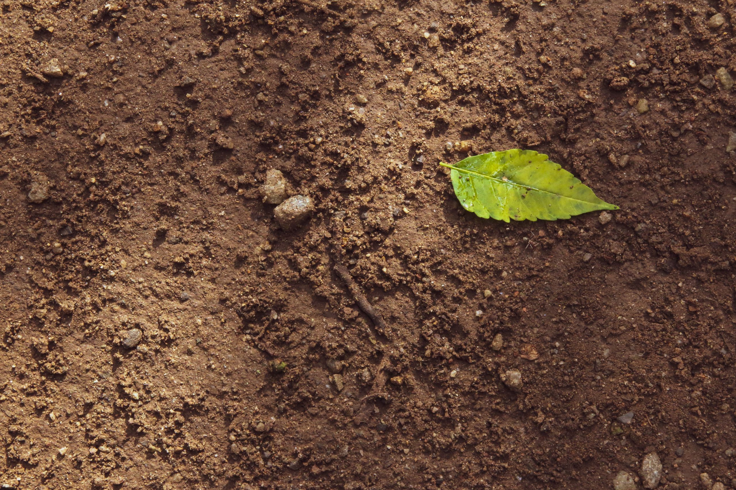 Nurturing Growth: Preparing Soil for Planting